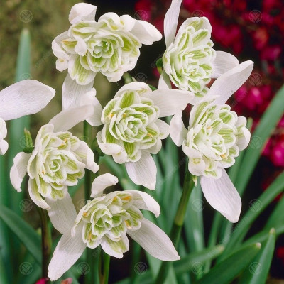Bulbi Ghiocei Dubli "Flore Pleno" - bulbi de flori- bulbshop.ro