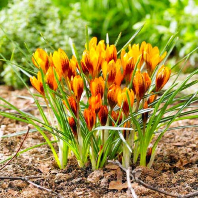 Branduse Primavara Crocus "Orange Monarch" 5 Bulbi/Pachet