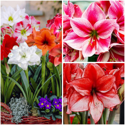 Amaryllis Pachet "Symphony of Spring" 3 Bulbi/Pachet