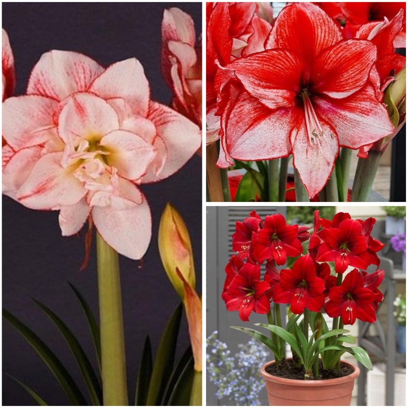 Amaryllis Pachet "Triple Delight" 3 Bulbi/Pachet