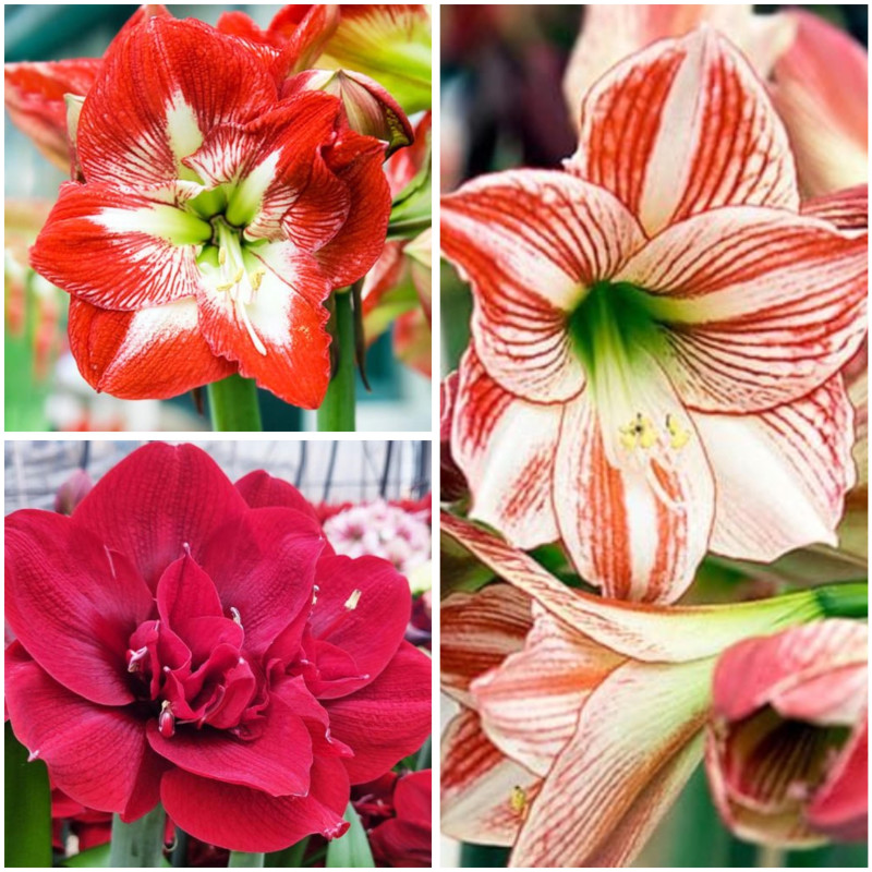 Amaryllis Pachetul "Exotic Escape" 3 Bulbi/Pachet