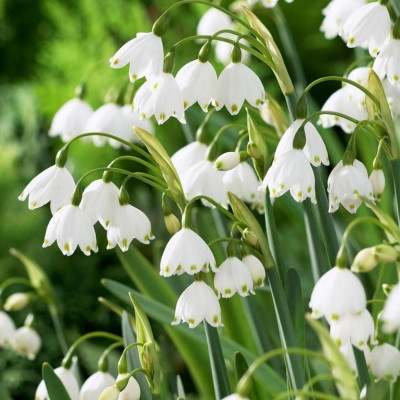 Bulbi Ghiocei de Vara Leucojum Avestium 5 buc | BulbShop.ro