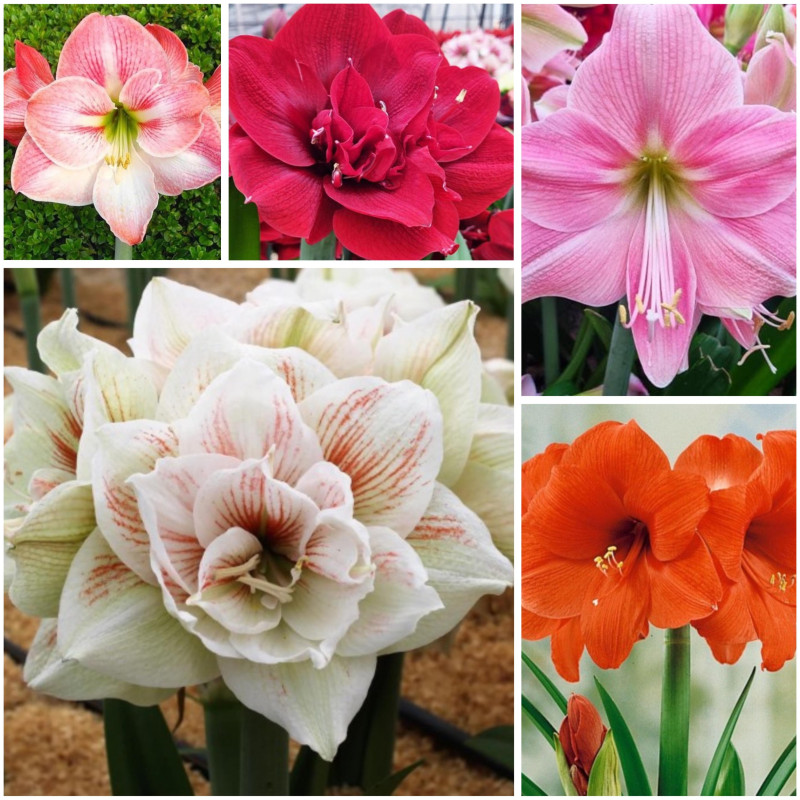 Amaryllis Pachetul "Deluxe Premium" 5 Bulbi/Pachet