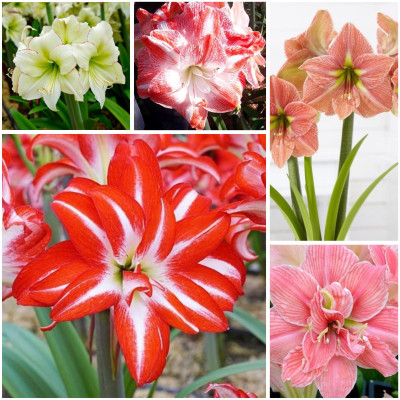 Amaryllis Pachetul "Gradinarului Expert" 5 Bulbi/Pachet