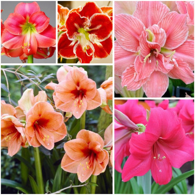 Amaryllis "Pachetul Entuziastului" 5 Bulbi/Pachet