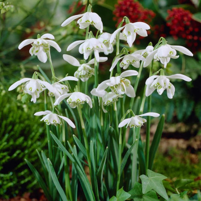 Bulbi Ghiocei Dubli "Flore Pleno" - bulbi de flori- bulbshop.ro