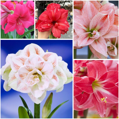 Amaryllis "Pachetul Stripped Sensations"  5 Bulbi/Pachet