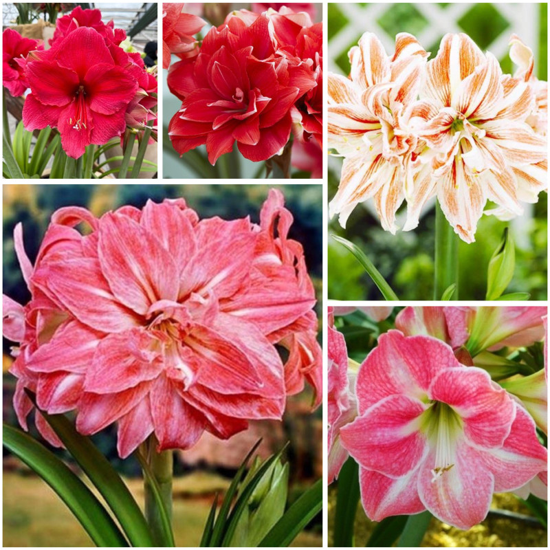 Amaryllis Pachetul Giant Surpise" 5 Bulbi/Pachet