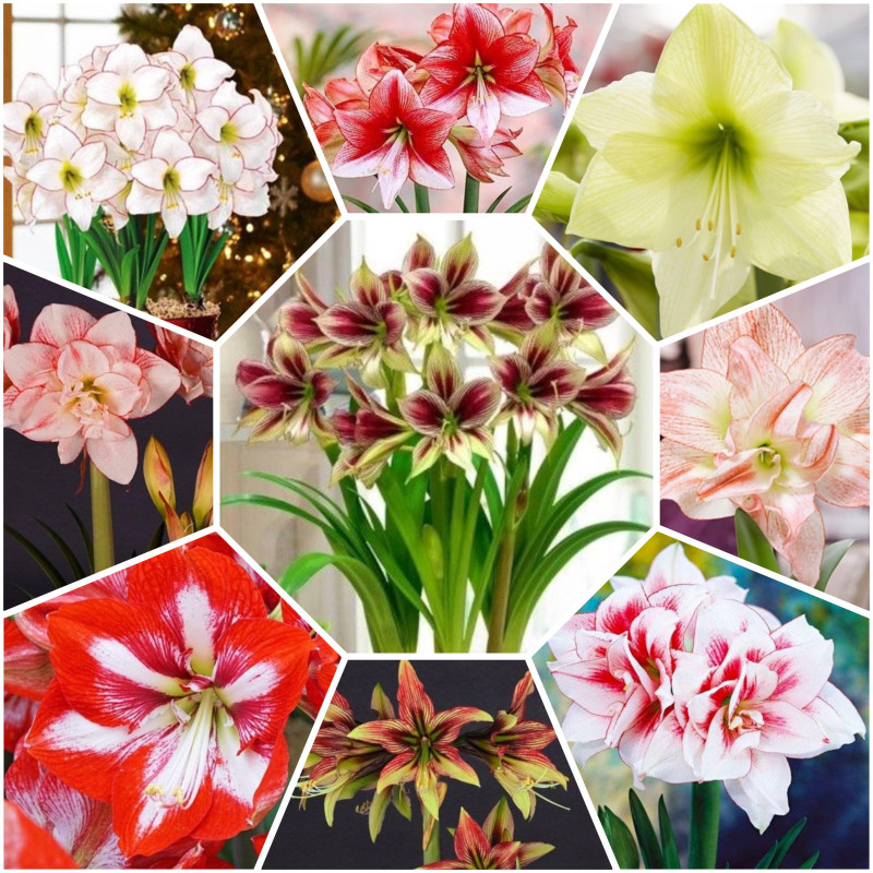 Amaryllis "Pachetul Rainbow Rhapsody" 9 Bulbi/Pachet
