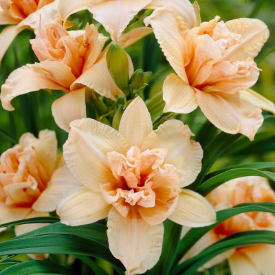 Hemerocallis Double Cream: Crin de o Zi Dublu Crem Parfumat.