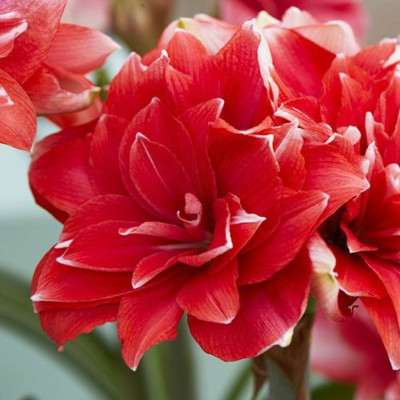 Amaryllis Bulbi Crin de Camera "Double Dream"