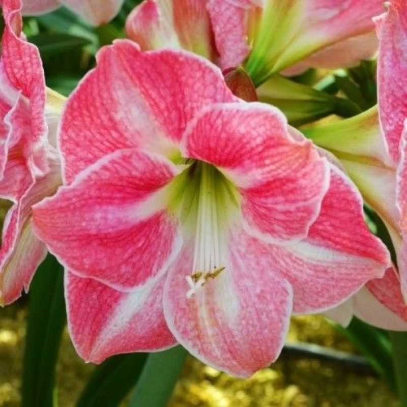 Amaryllis Bulbi Crin de Camera "Cherry Blossom"