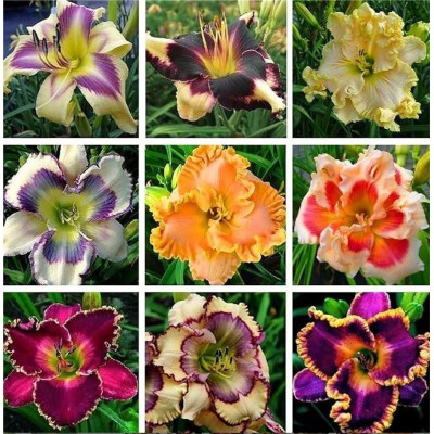 Rizomi Hemerocallis Crini Parfumati 9 buc