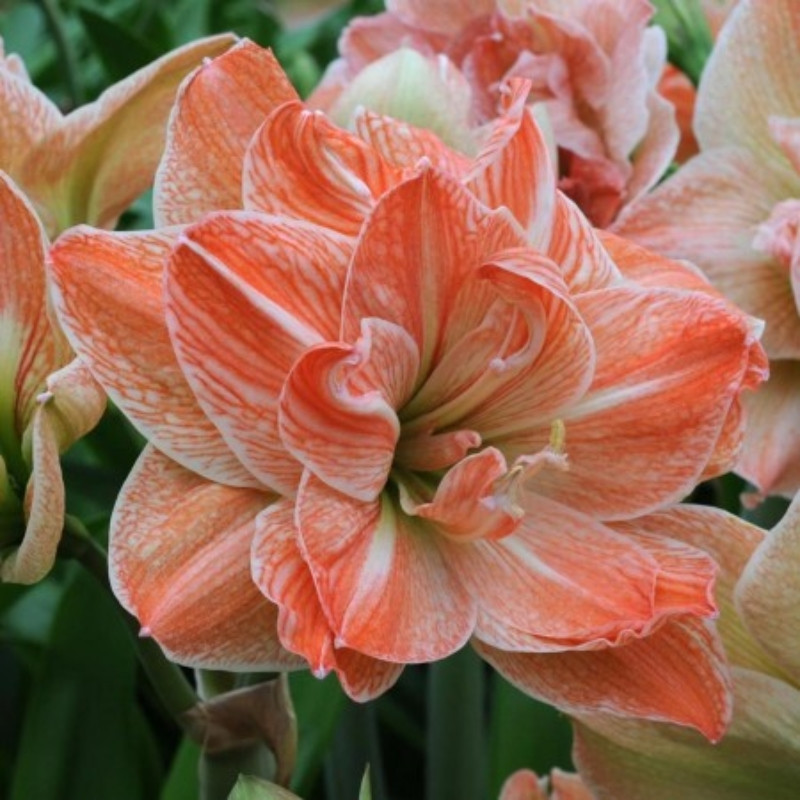 Amaryllis Bulbi Crin de Camera "Exotic Nimph"