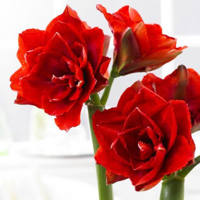 Amaryllis Bulbi Crin de Camera "Cherry Nimph"