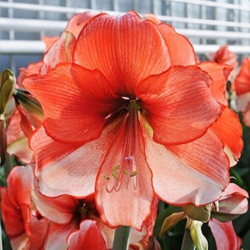 Amaryllis Bulbi Crin de Camera "Coral Beach"
