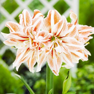 Amaryllis Bulbi Crin de Camera "Dancing Queen"