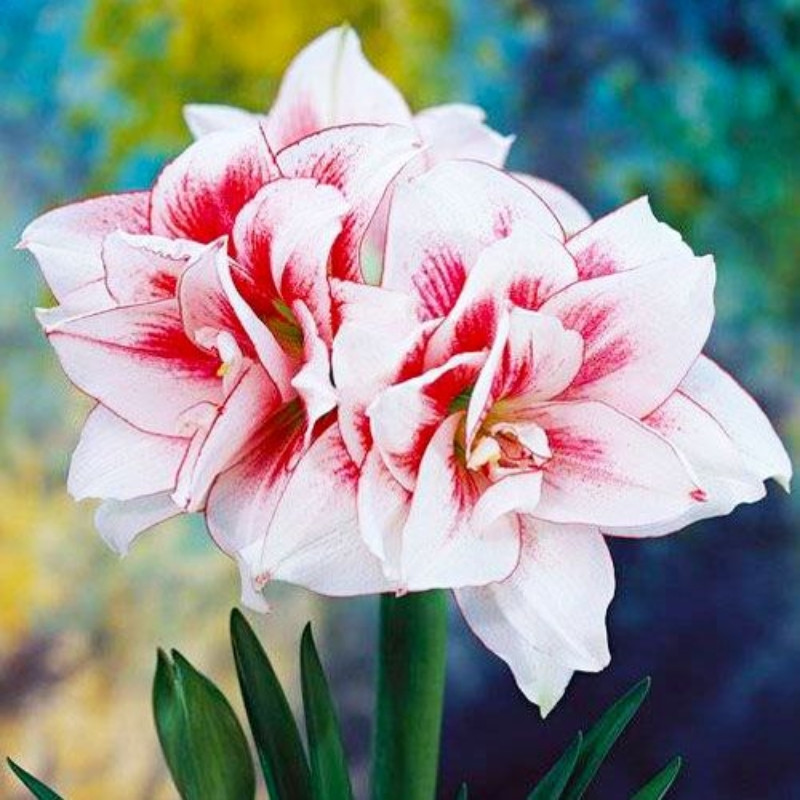 Amaryllis Bulbi Crin de Camera "Elvas": Crini de Ghiveci
