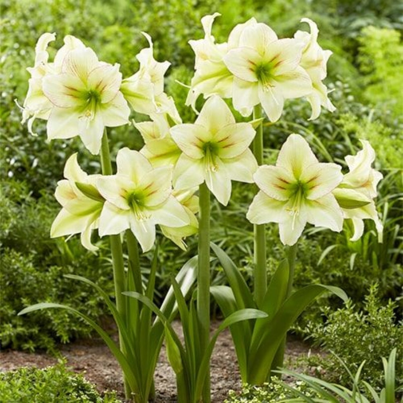Amaryllis Bulbi Crin de Camera "Forest Sunset"