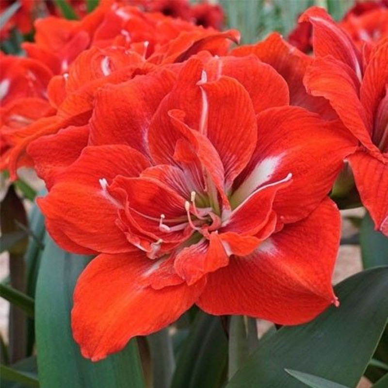 Amaryllis Bulbi Crin de Camera "Happy Nymph"