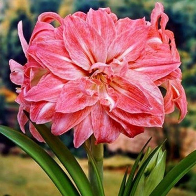 Amaryllis Bulbi Crin de Camera "Lady Jane"