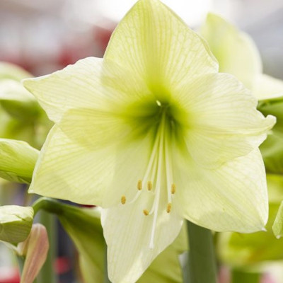 Amaryllis Bulbi Crin de Camera "Luna"