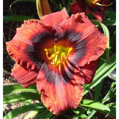 Rizom Hemerocallis Crin de Zi Velvet Eyes 1 buc