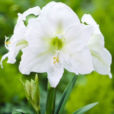 Amaryllis Bulbi Crin de Camera "Mont Blanc"