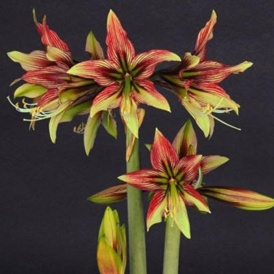 Amaryllis Bulbi Crin de Camera "Mystica"