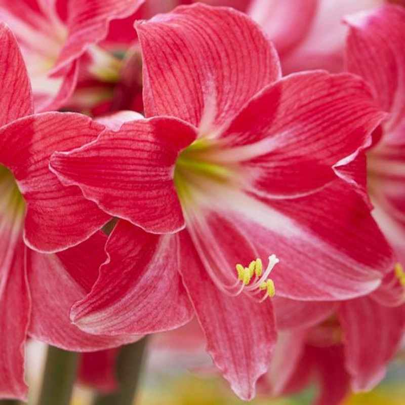 Amaryllis Bulbi Crin de Camera "Neon"