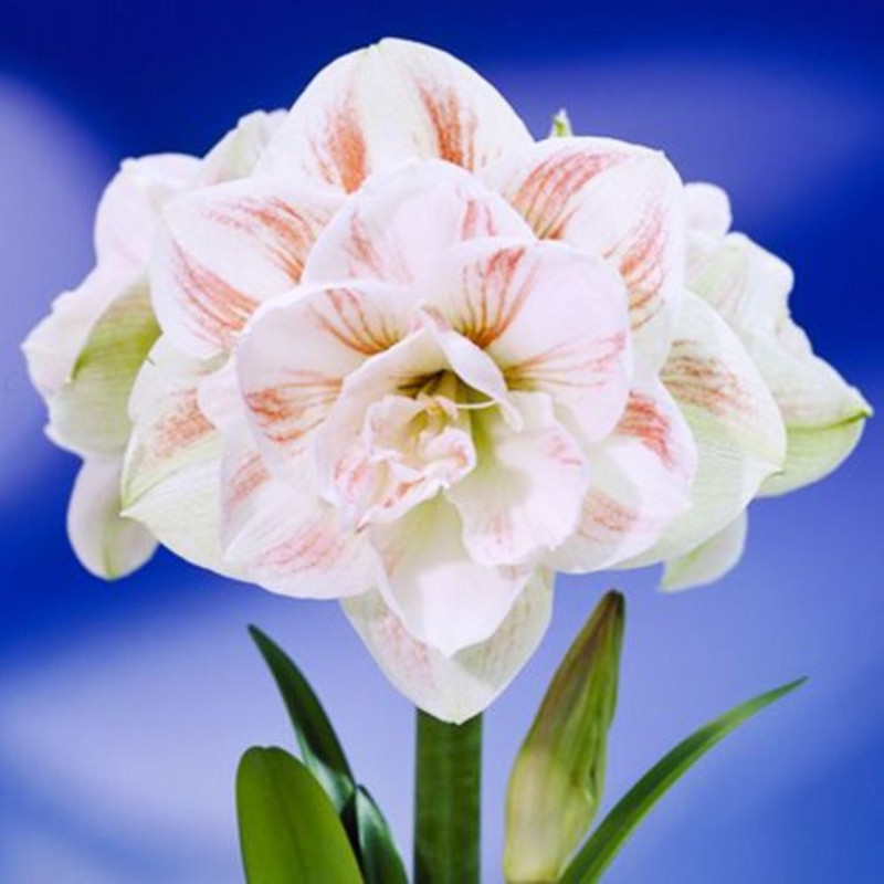 Amaryllis Bulbi Crin de Camera "Nymph"