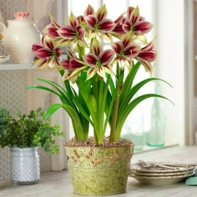 Amaryllis Bulbi Crin de Camera "Pappilio"
