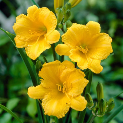 Rizom Hemerocallis Crin de Zi Stella de Oro 1 buc
