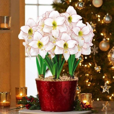 Amaryllis Bulbi Crin de Camera "Picasso"