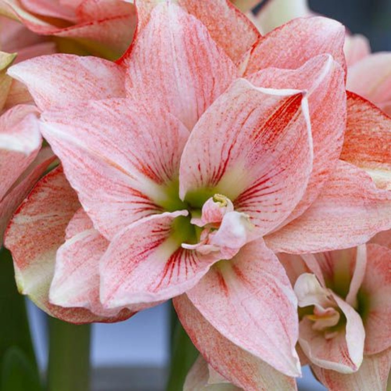 Amaryllis Bulbi Crin de Camera "Pink Glory"