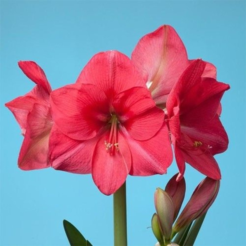 Amaryllis Bulbi Crin de Camera "Pink Rival"