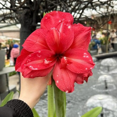 Amaryllis Bulbi Crin de Camera "Pink Symphony"