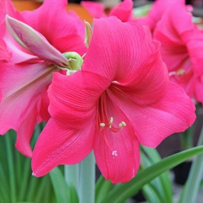 Amaryllis Bulbi Crin de Camera "Pleasure"