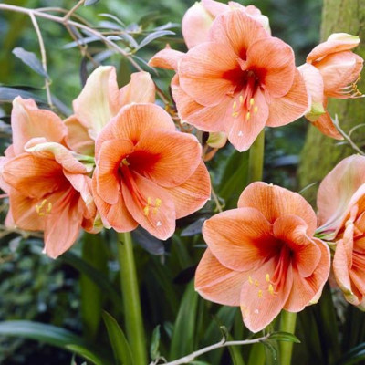Amaryllis Bulbi Crin de Camera "Rilona"