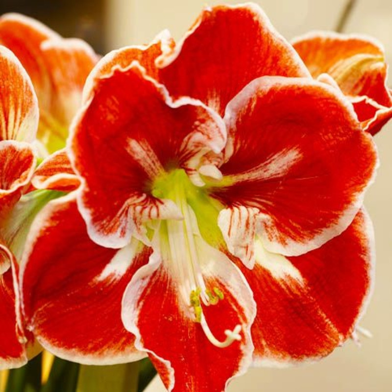 Amaryllis Bulbi Crin de Camera "Samba"