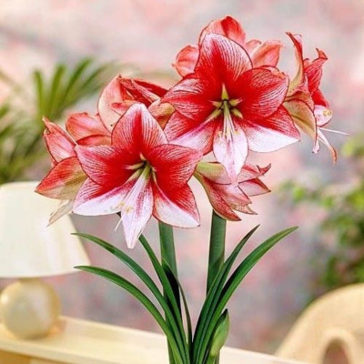 Amaryllis Bulbi Crin de Camera "Show Master"
