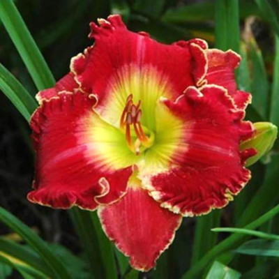 Rizom Hemerocallis Crin de Zi Forty Carat Red 1 buc