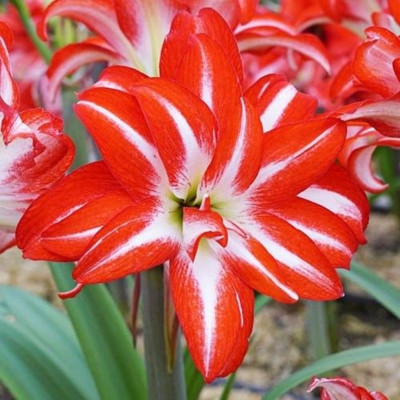 Amaryllis Bulbi Crin de Camera "Splash"