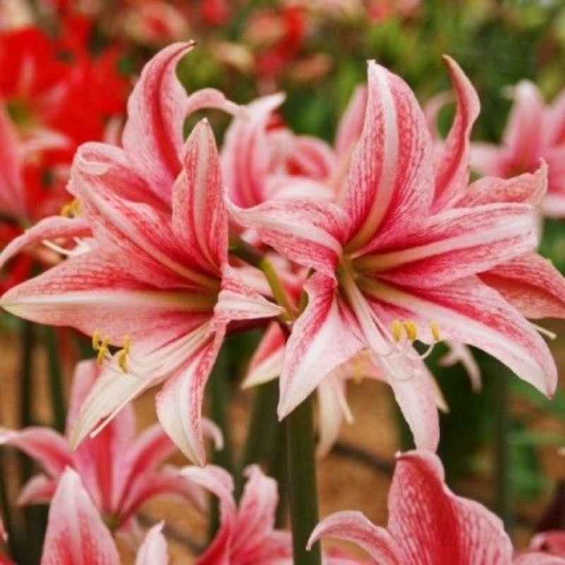Amaryllis Bulbi Crin de Camera "Sweet Lilian"