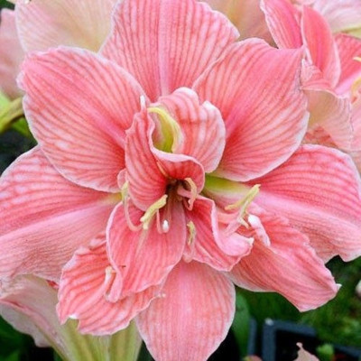 Amaryllis Bulbi Crin de Camera "Sweet Nymph"