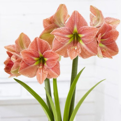 Amaryllis Bulbi Crin de Camera "Terracota Star"
