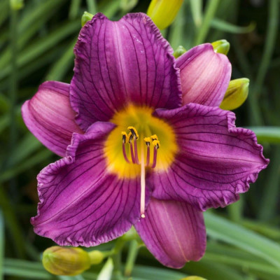 Rizom Hemerocallis Crin de Zi Purple De Oro 1 buc