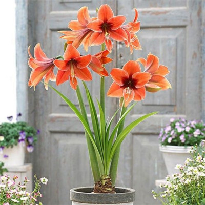 Amaryllis Bulbi Crin de Camera "Terra Mystica"