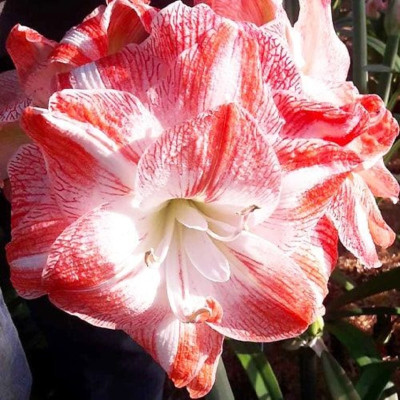 Amaryllis Bulbi Crin de Camera "United Glory"
