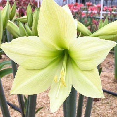 Amaryllis Bulbi Crin de Camera "Yellow Star"